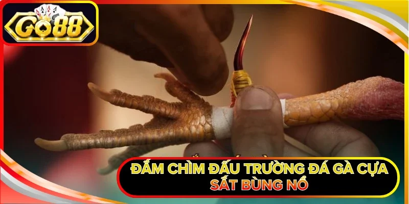 Đắm chìm đấu trường đá gà cựa sắt bùng nổ